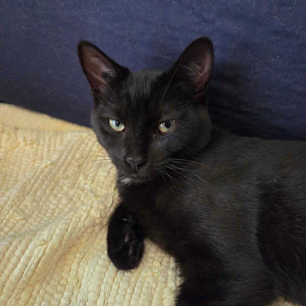 Enlarge Dolly, a Adoptable Domestic Short Hair in Abbotsford, BC image 6/6