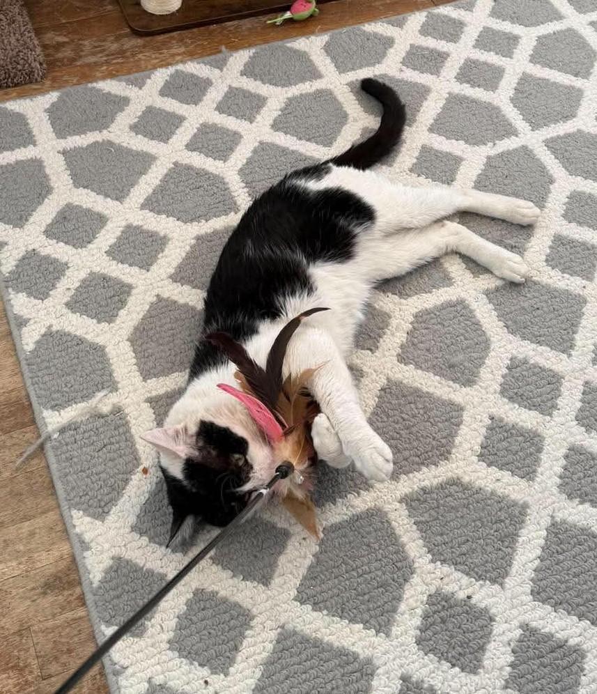 Archie, a ADOPTABLE Domestic Short Hair in Roslindale, MA image 2/4