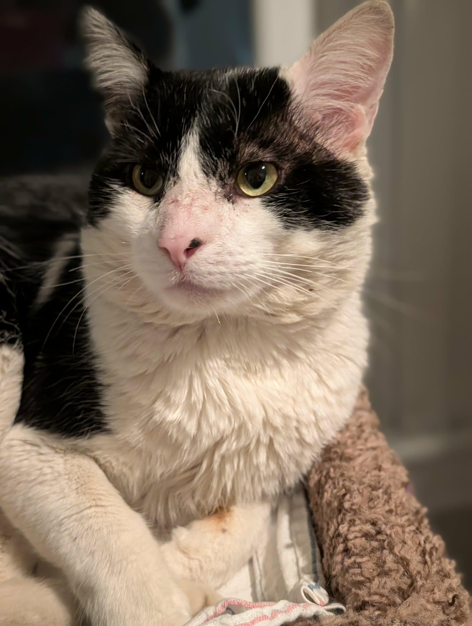 Archie, ADOPTABLE, Adult Male Domestic Short Hair.