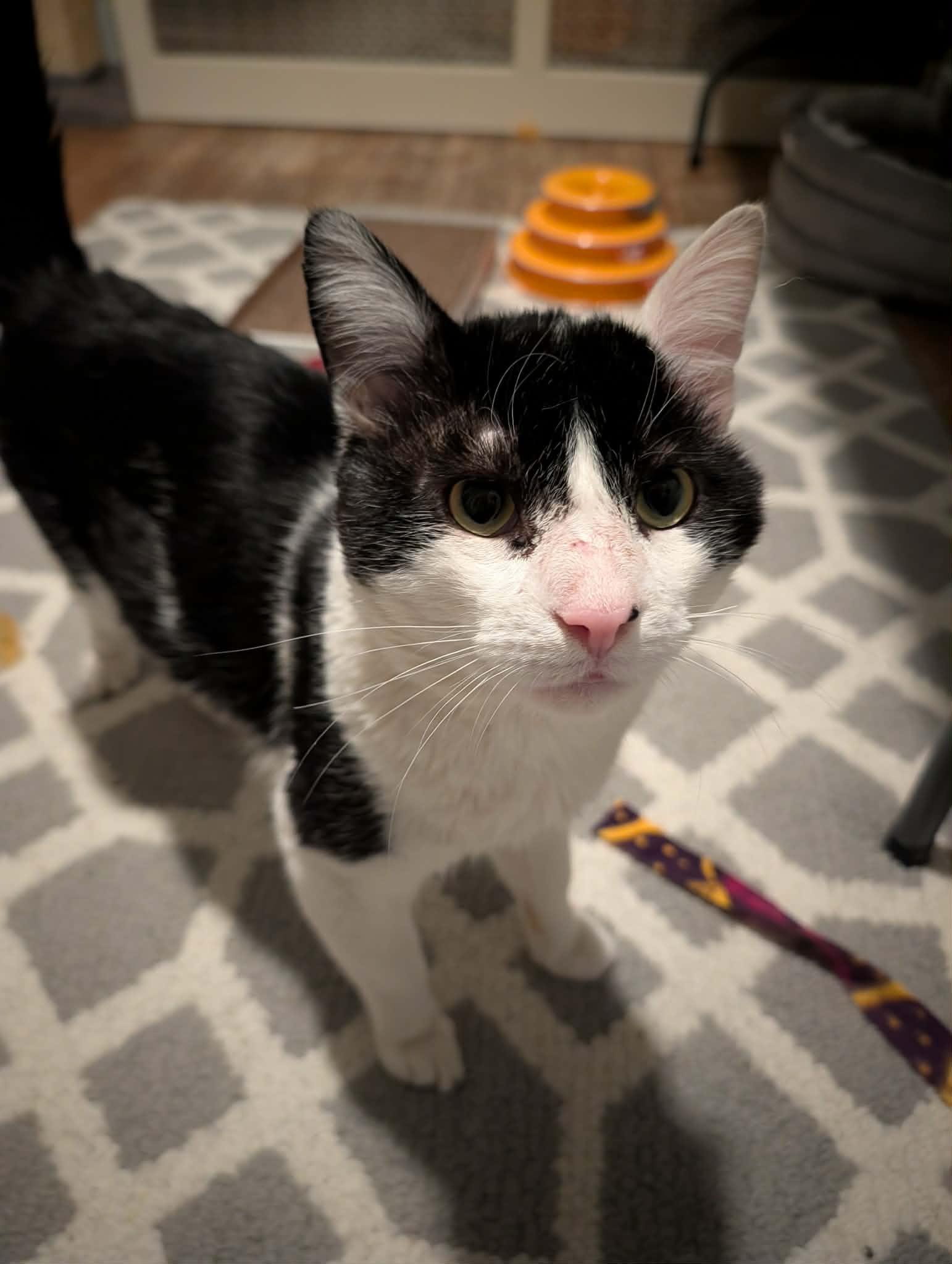 Archie, a ADOPTABLE Domestic Short Hair in Roslindale, MA image 4/4