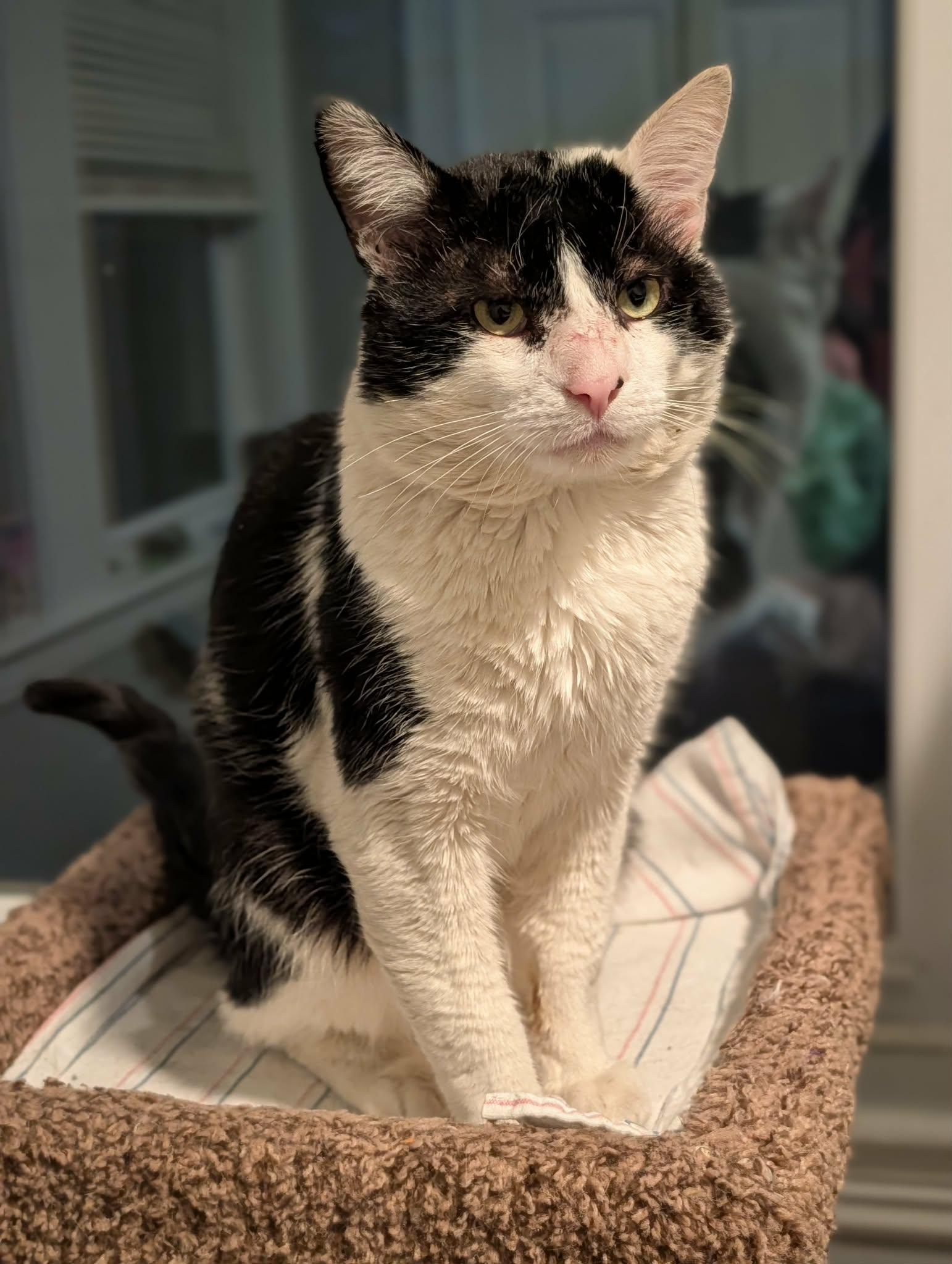 Archie, a ADOPTABLE Domestic Short Hair in Roslindale, MA image 3/4
