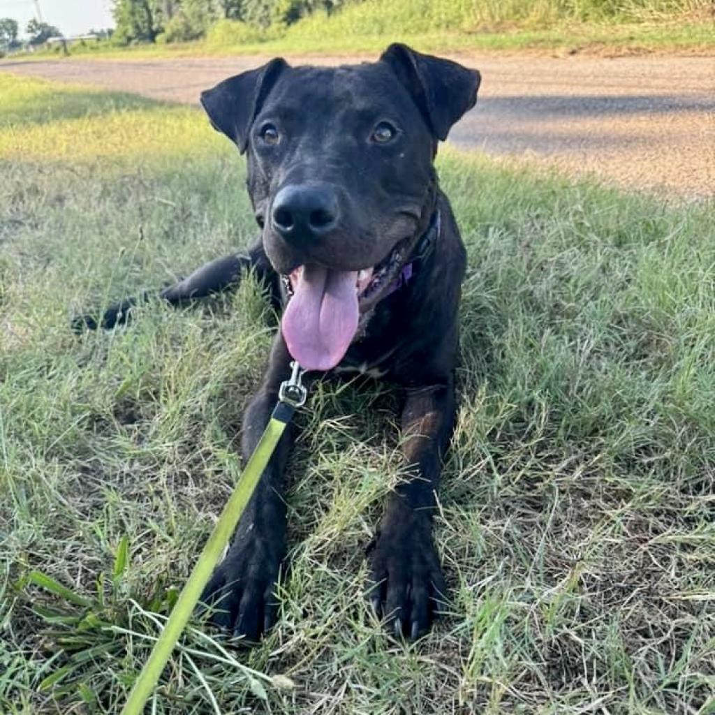Blaze, Adoptable, Adult Male Black Labrador Retriever & Pit Bull Terrier.