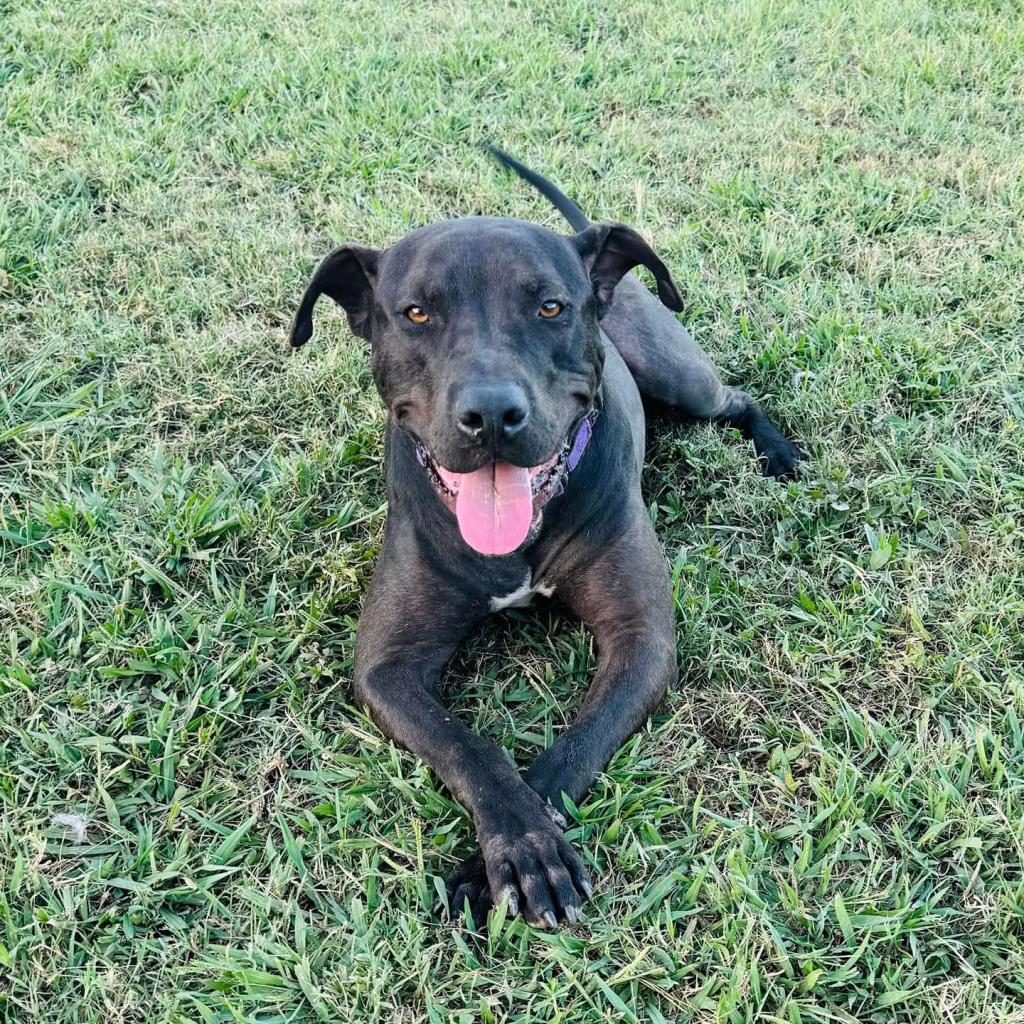 Enlarge Blaze, a Adoptable mixed breed in Natchitoches, LA image 2/5