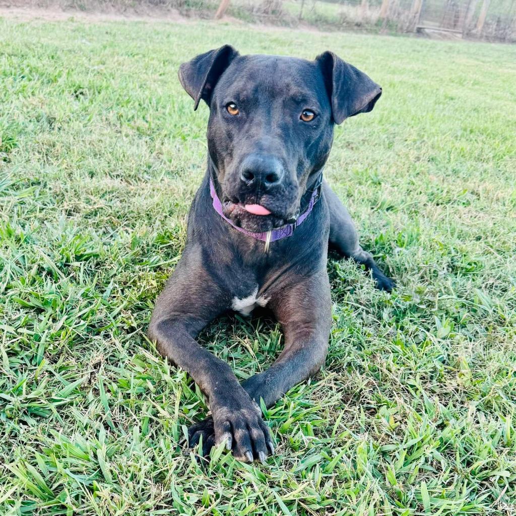 Enlarge Blaze, a Adoptable mixed breed in Natchitoches, LA image 3/5