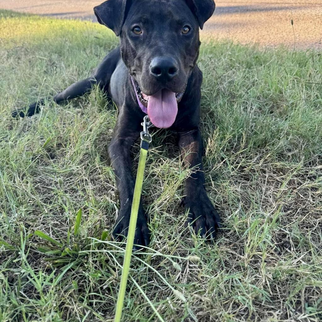 Enlarge Blaze, a Adoptable mixed breed in Natchitoches, LA image 4/5
