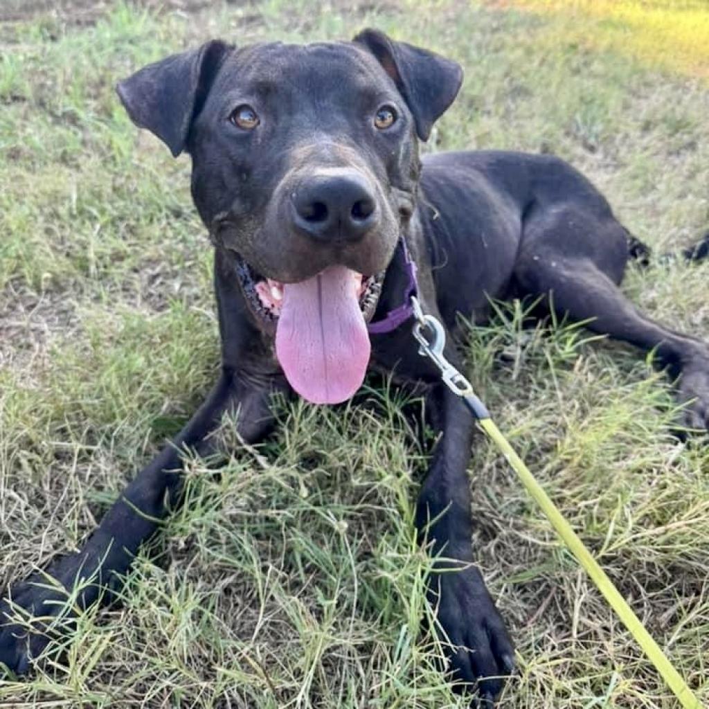 Enlarge Blaze, a Adoptable mixed breed in Natchitoches, LA image 5/5