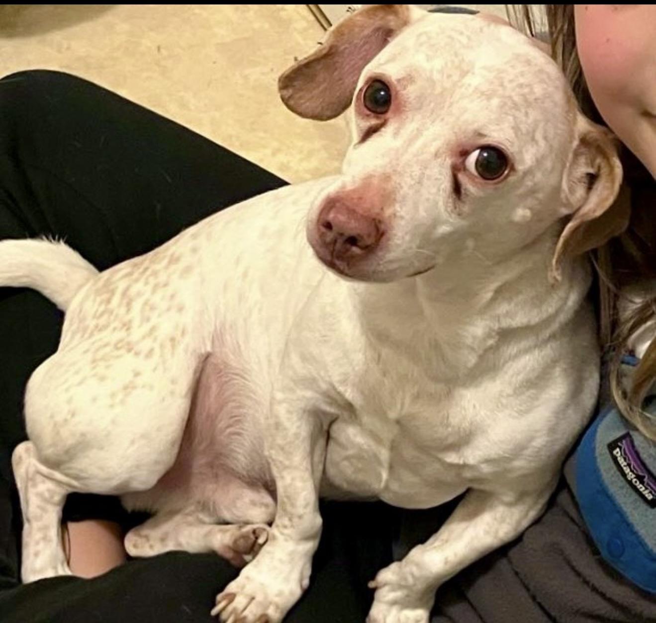 Enlarge Jack - The Stunning Dachshund , a ADOPTABLE Dachshund in Anaheim, CA image 2/4