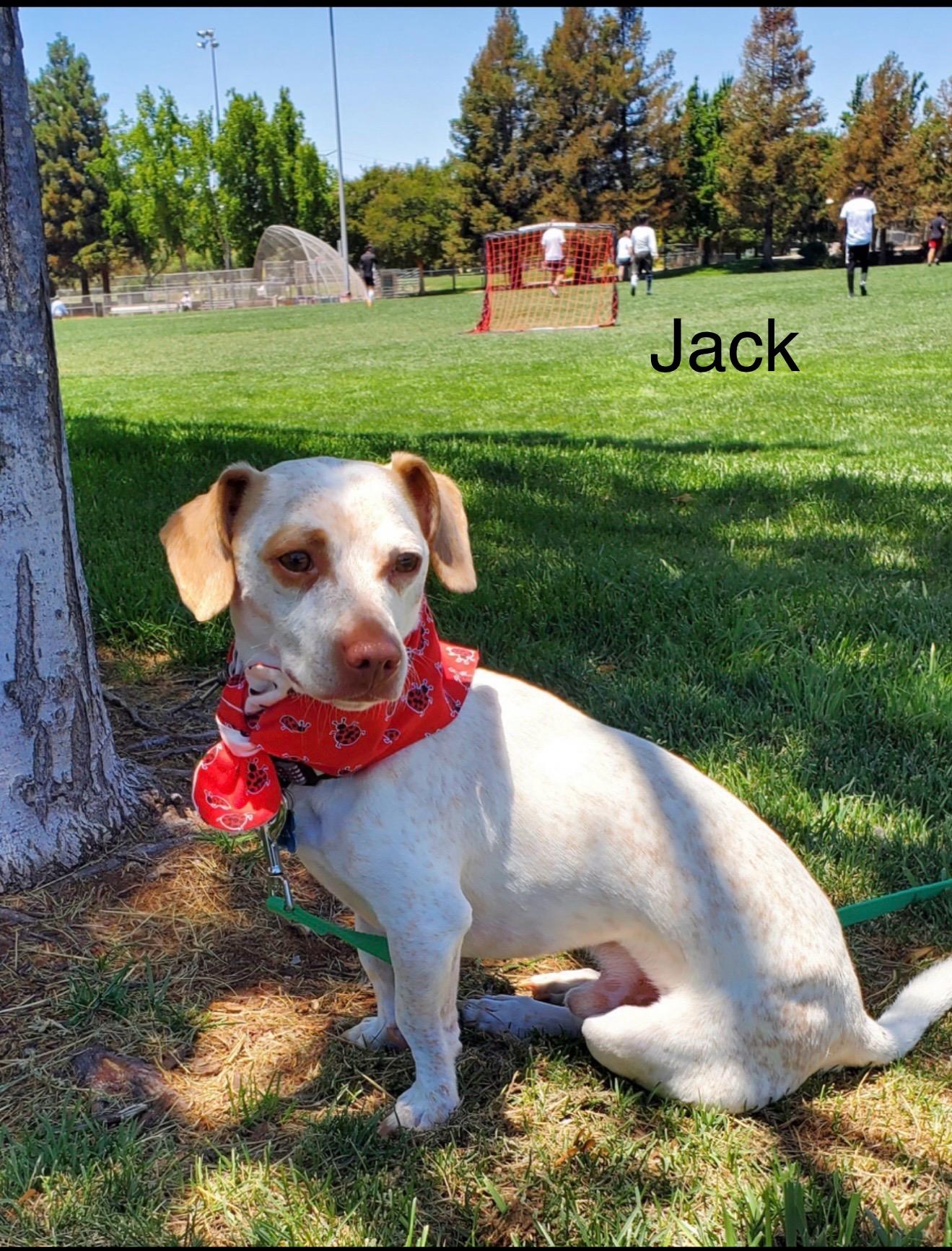 Jack - The Stunning Dachshund , ADOPTABLE, Adult Male Dachshund.