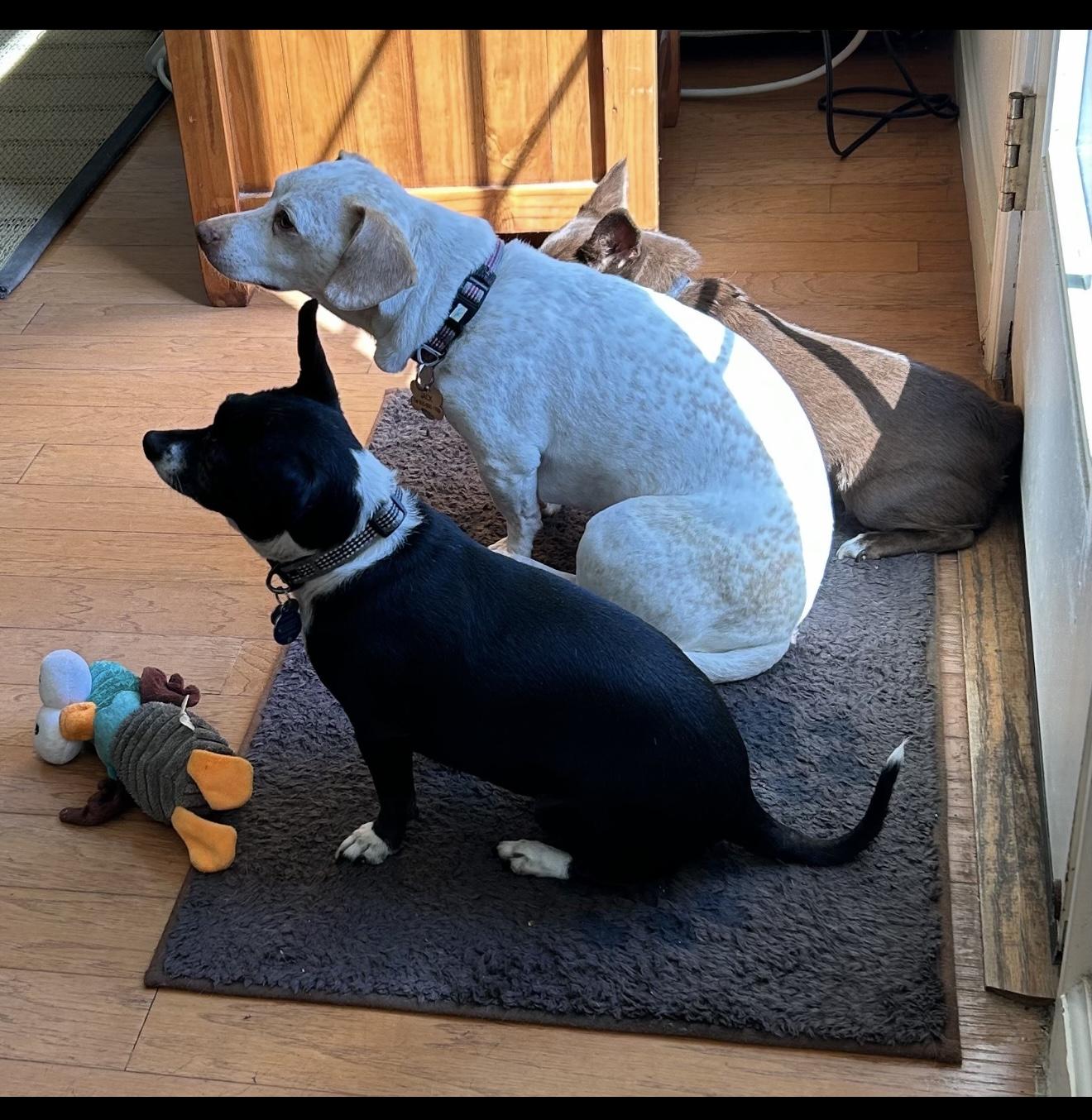 Enlarge Jack - The Stunning Dachshund , a ADOPTABLE Dachshund in Anaheim, CA image 3/4