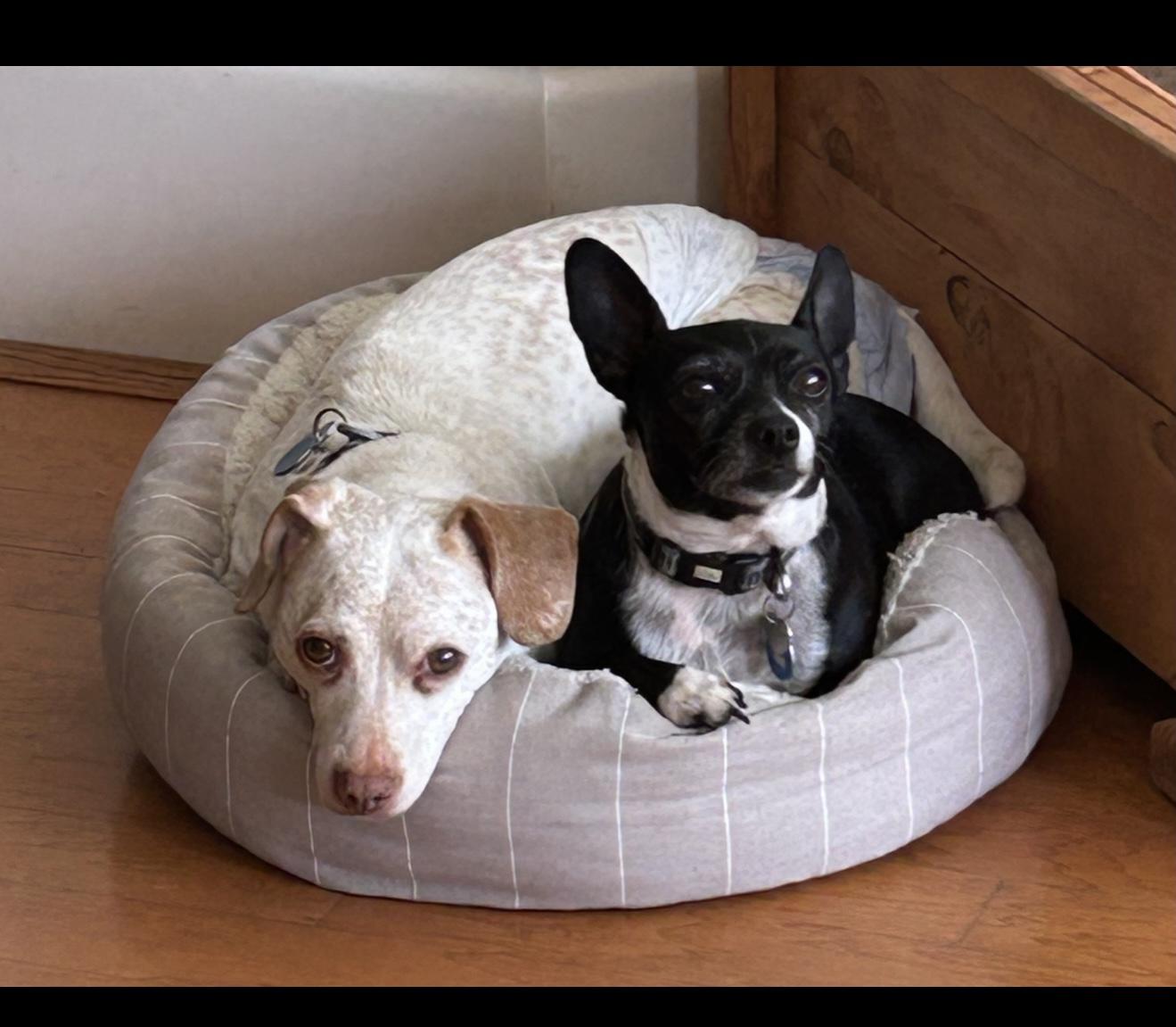 Enlarge Jack - The Stunning Dachshund , a ADOPTABLE Dachshund in Anaheim, CA image 4/4