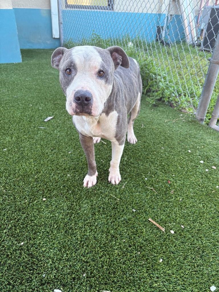 Enlarge Dinky, a Adoptable Pit Bull Terrier in Boca Raton, FL image 1/1