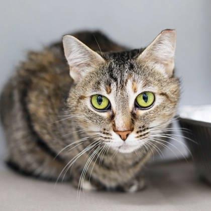 Enlarge Edith Anne, a Adoptable mixed breed in Atlanta, GA image 1/2