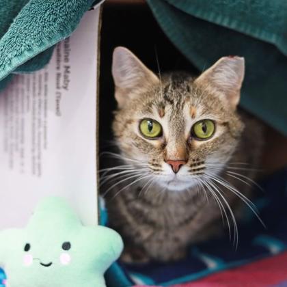 Enlarge Edith Anne, a Adoptable mixed breed in Atlanta, GA image 2/2