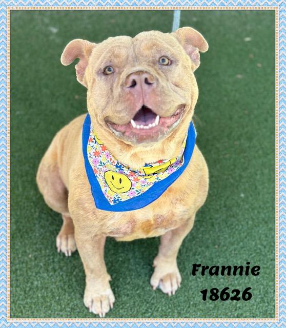 FRANNIE, a ADOPTABLE mixed breed in Marietta, GA image 3/6