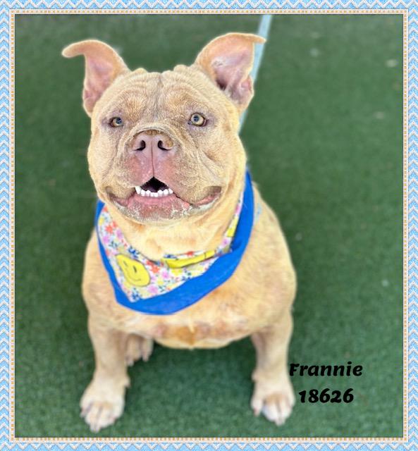 FRANNIE, a ADOPTABLE mixed breed in Marietta, GA image 6/6