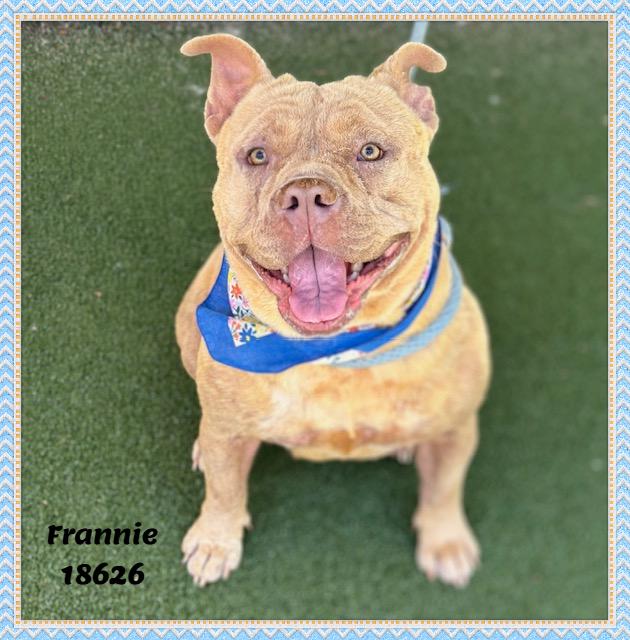 FRANNIE, a ADOPTABLE mixed breed in Marietta, GA image 1/6