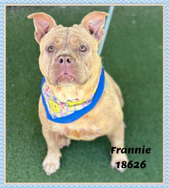 FRANNIE, a ADOPTABLE mixed breed in Marietta, GA image 4/6