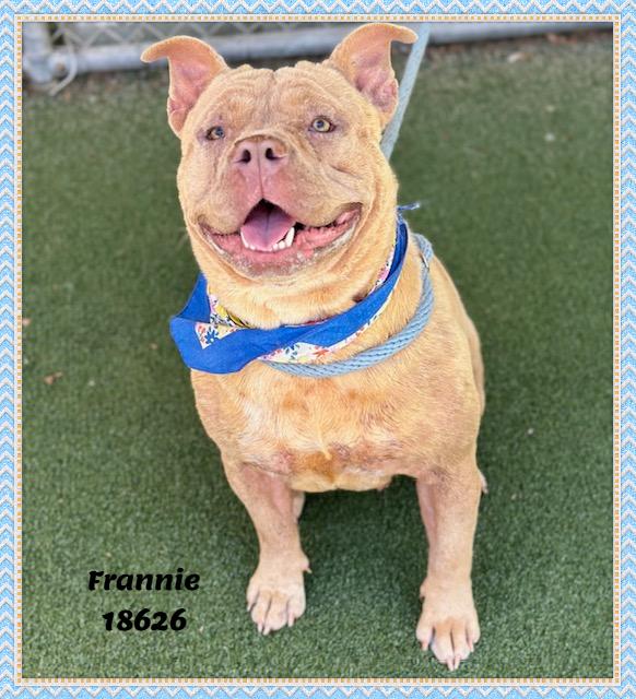 FRANNIE, a ADOPTABLE mixed breed in Marietta, GA image 5/6