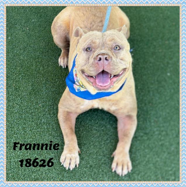 FRANNIE, a ADOPTABLE mixed breed in Marietta, GA image 2/6