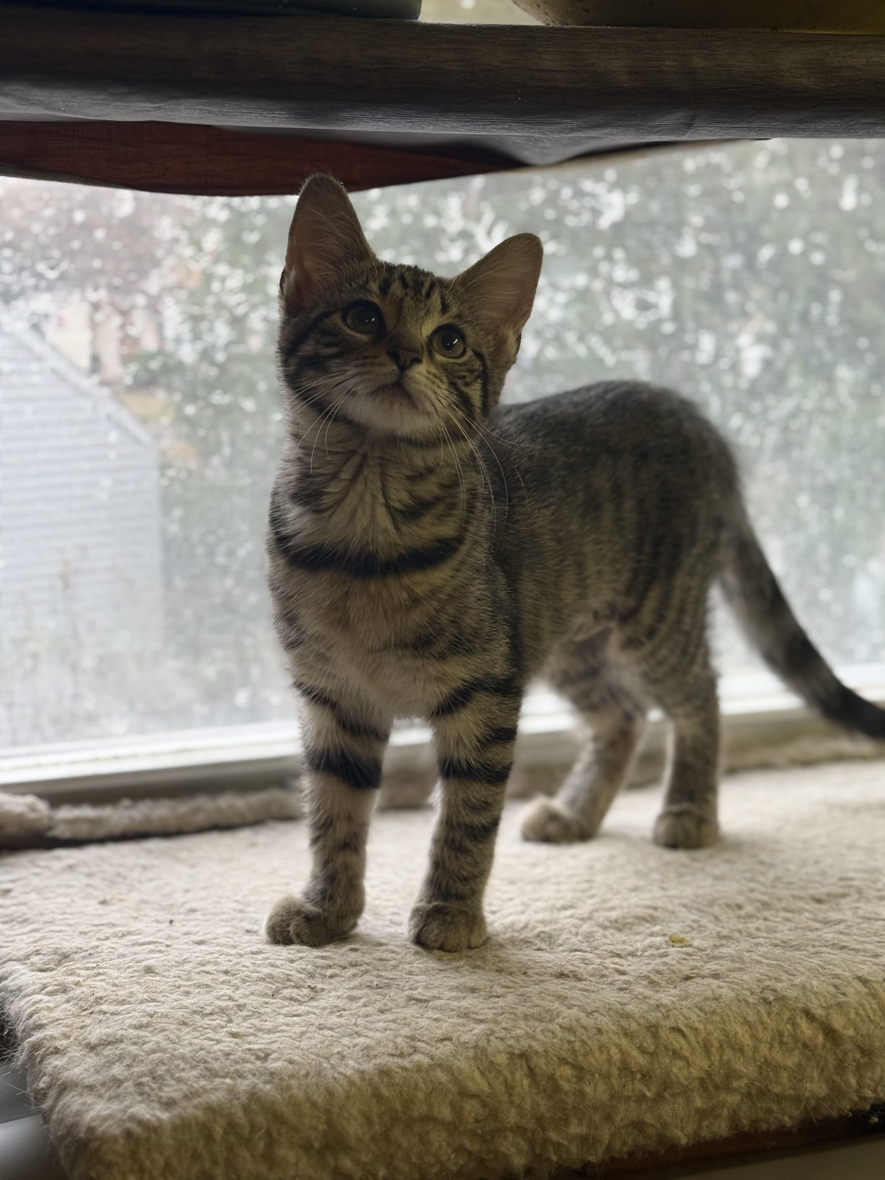 Enlarge Brooklyn, an adopted Domestic Short Hair in East Brunswick, NJ image 1/4