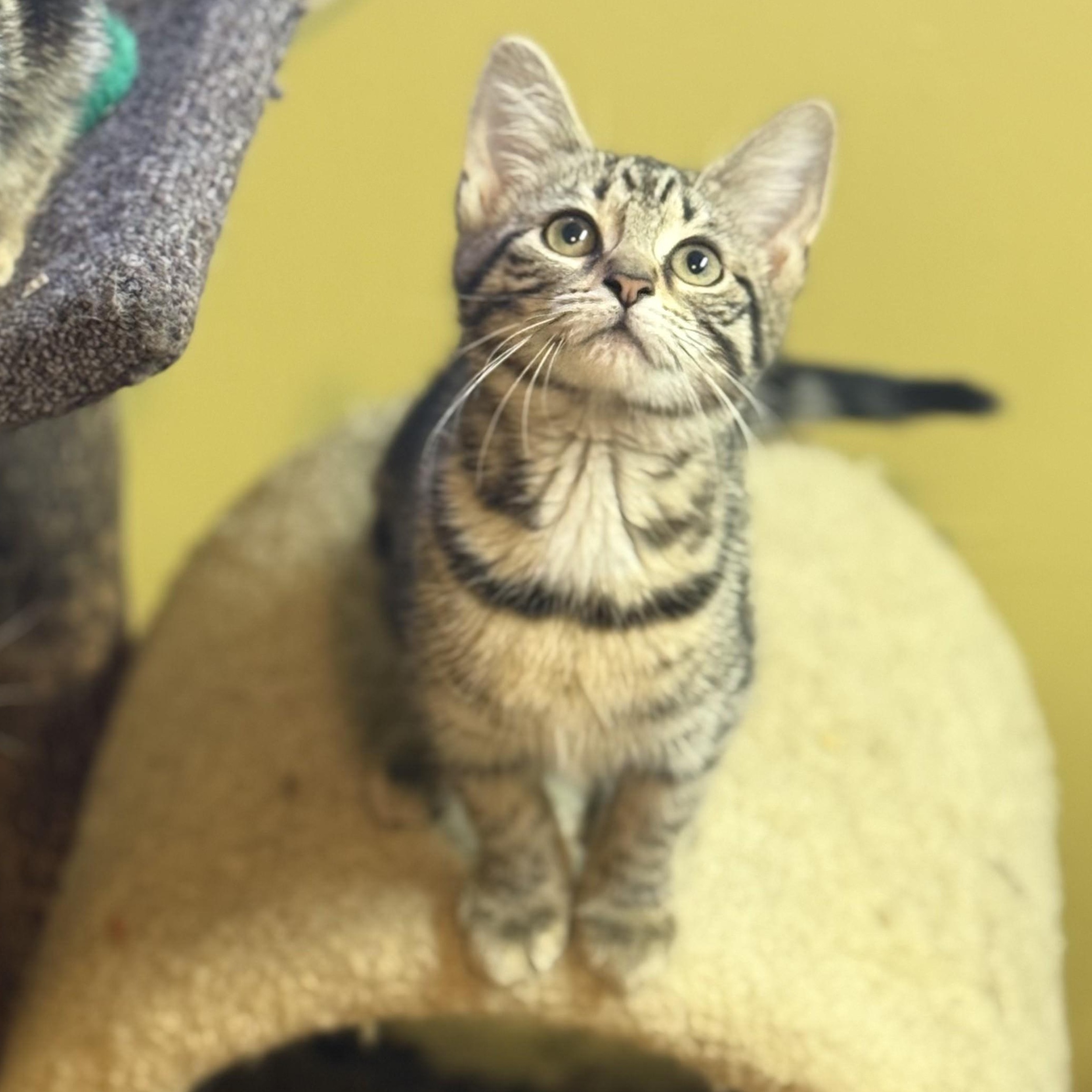 Enlarge Brooklyn, an adopted Domestic Short Hair in East Brunswick, NJ image 2/4