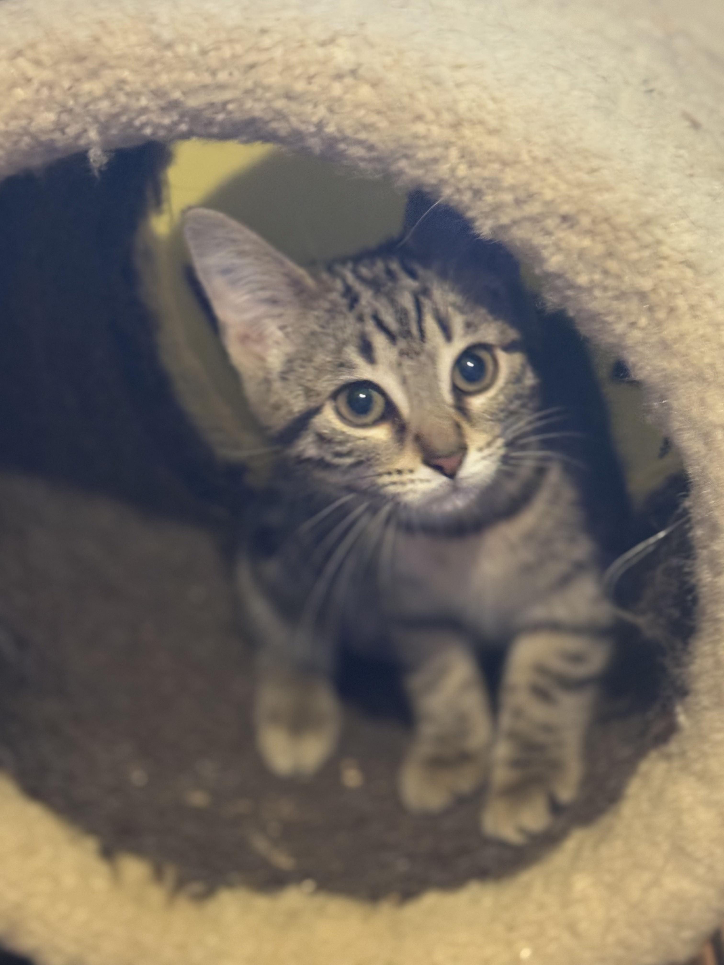 Enlarge Brooklyn, an adopted Domestic Short Hair in East Brunswick, NJ image 3/4