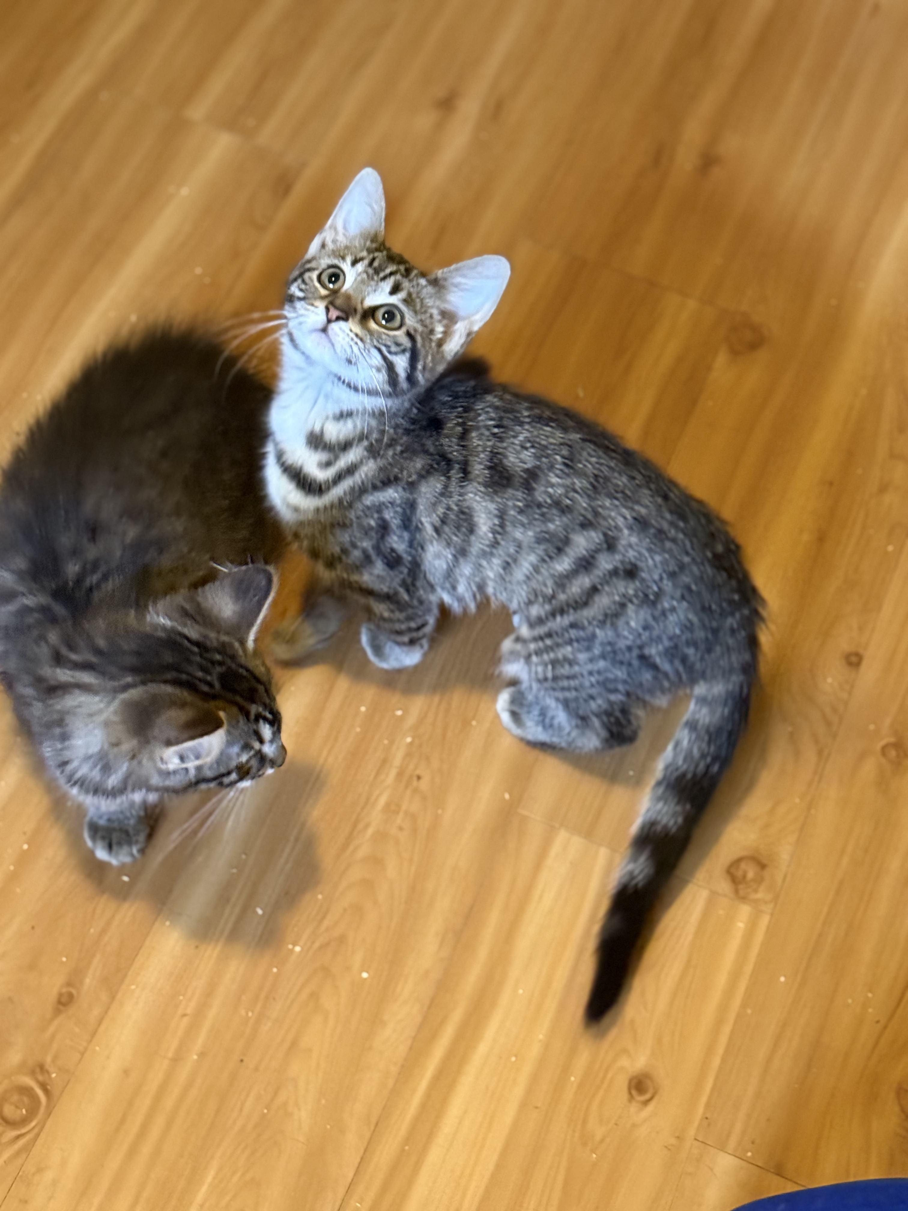 Enlarge Brooklyn, an adopted Domestic Short Hair in East Brunswick, NJ image 4/4