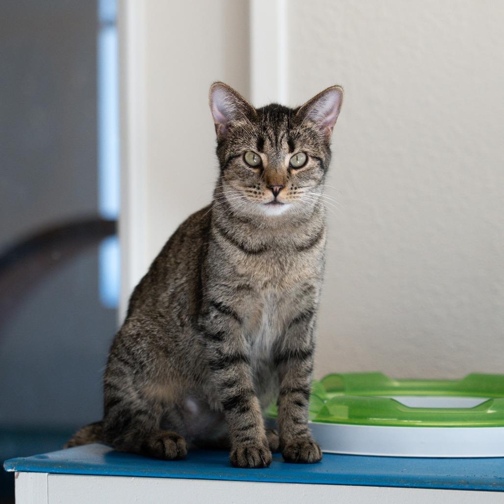 Cass, a Adoptable Domestic Short Hair in Durango, CO image 1/6