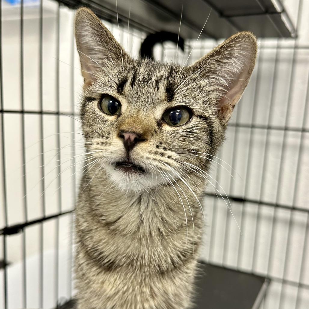 Cass, Adoptable, Young Male Domestic Short Hair.