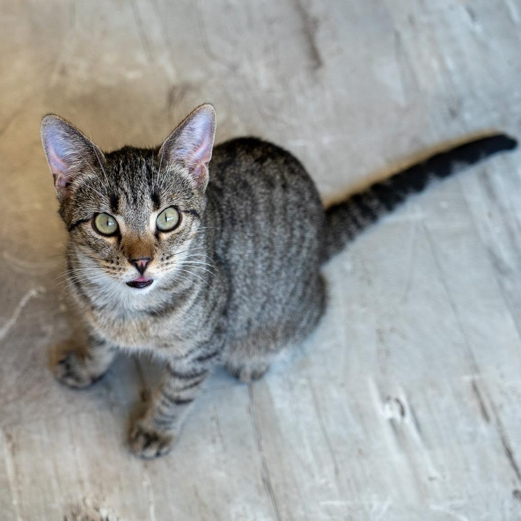 Cass, a Adoptable Domestic Short Hair in Durango, CO image 2/4