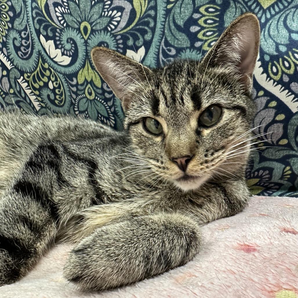 Cass, a Adoptable Domestic Short Hair in Durango, CO image 3/4