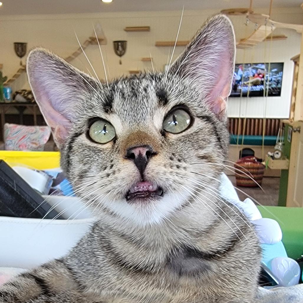 Cass, a Adoptable Domestic Short Hair in Durango, CO image 4/4