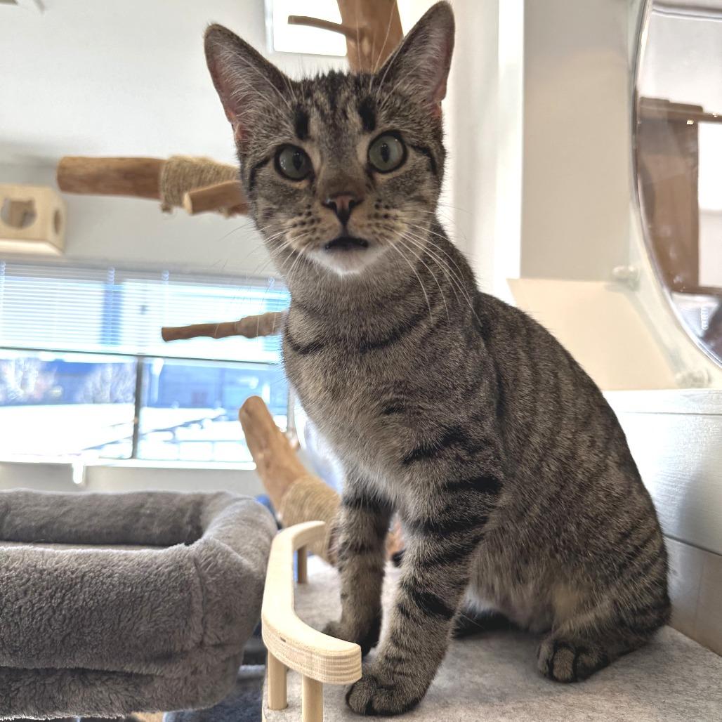 Cass, a Adoptable Domestic Short Hair in Durango, CO image 6/6