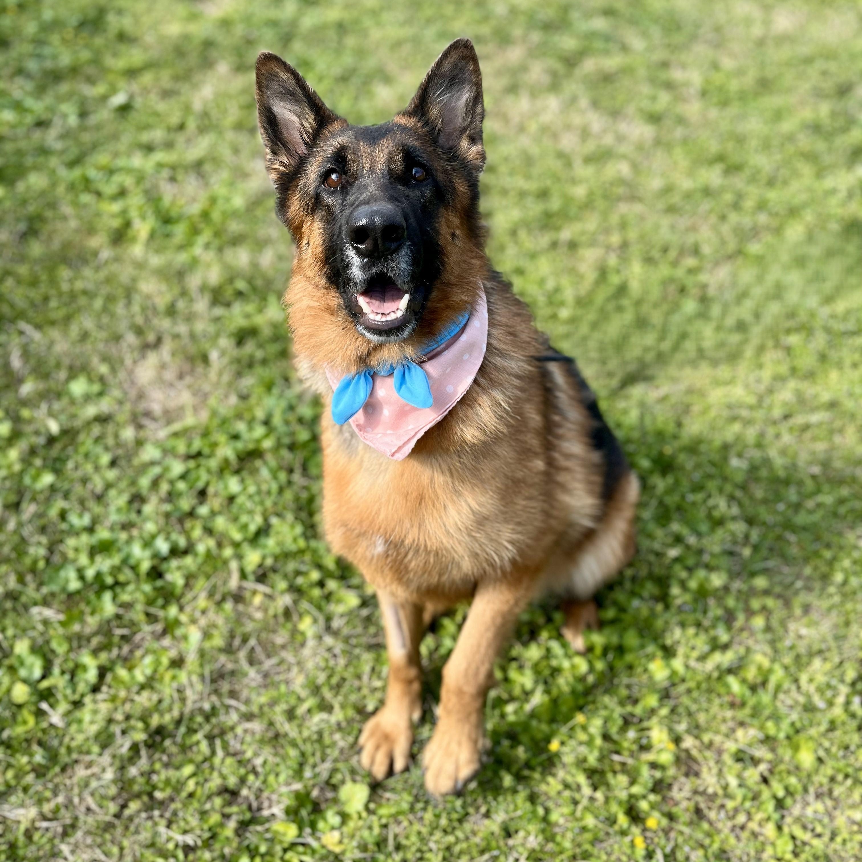 Vesper, Adult Female German Shepherd Dog