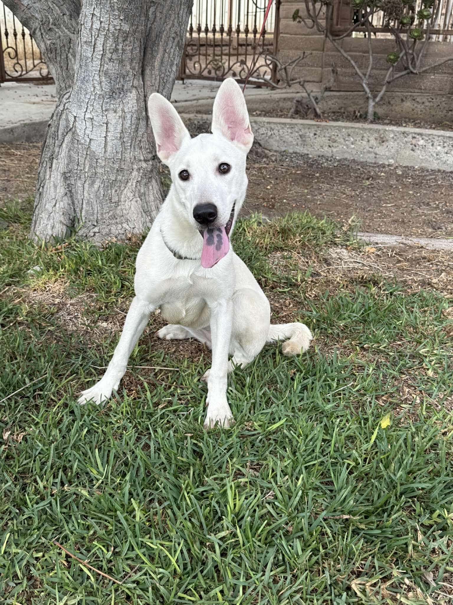 Godiva, a Adoptable mixed breed in San Diego, CA image 1/3