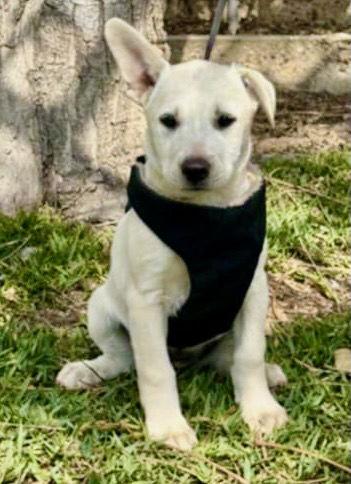 Godiva, a Adoptable mixed breed in San Diego, CA image 2/3