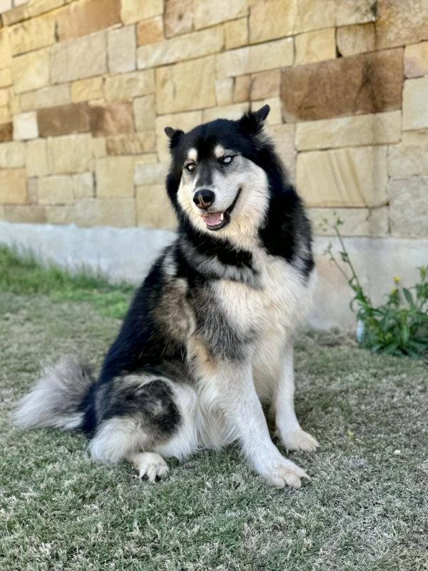 Enlarge Gunner, a Adoptable Husky in Helotes, TX image 2/3