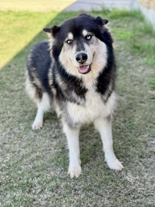 Enlarge Gunner, a Adoptable Husky in Helotes, TX image 3/3