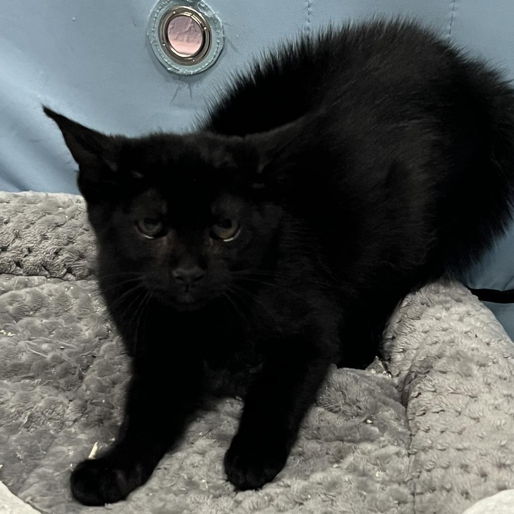 Goyle, Adoptable, Adult Male Domestic Short Hair.