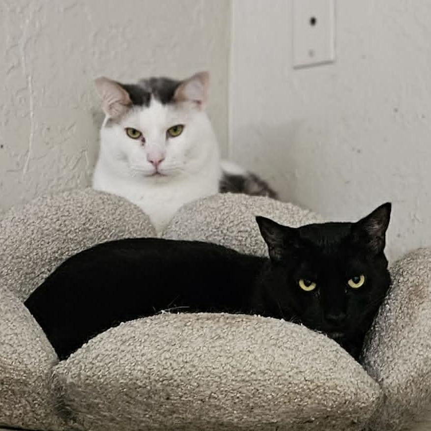Goyle, a Adoptable Domestic Short Hair in Jacksonville, OR image 2/4