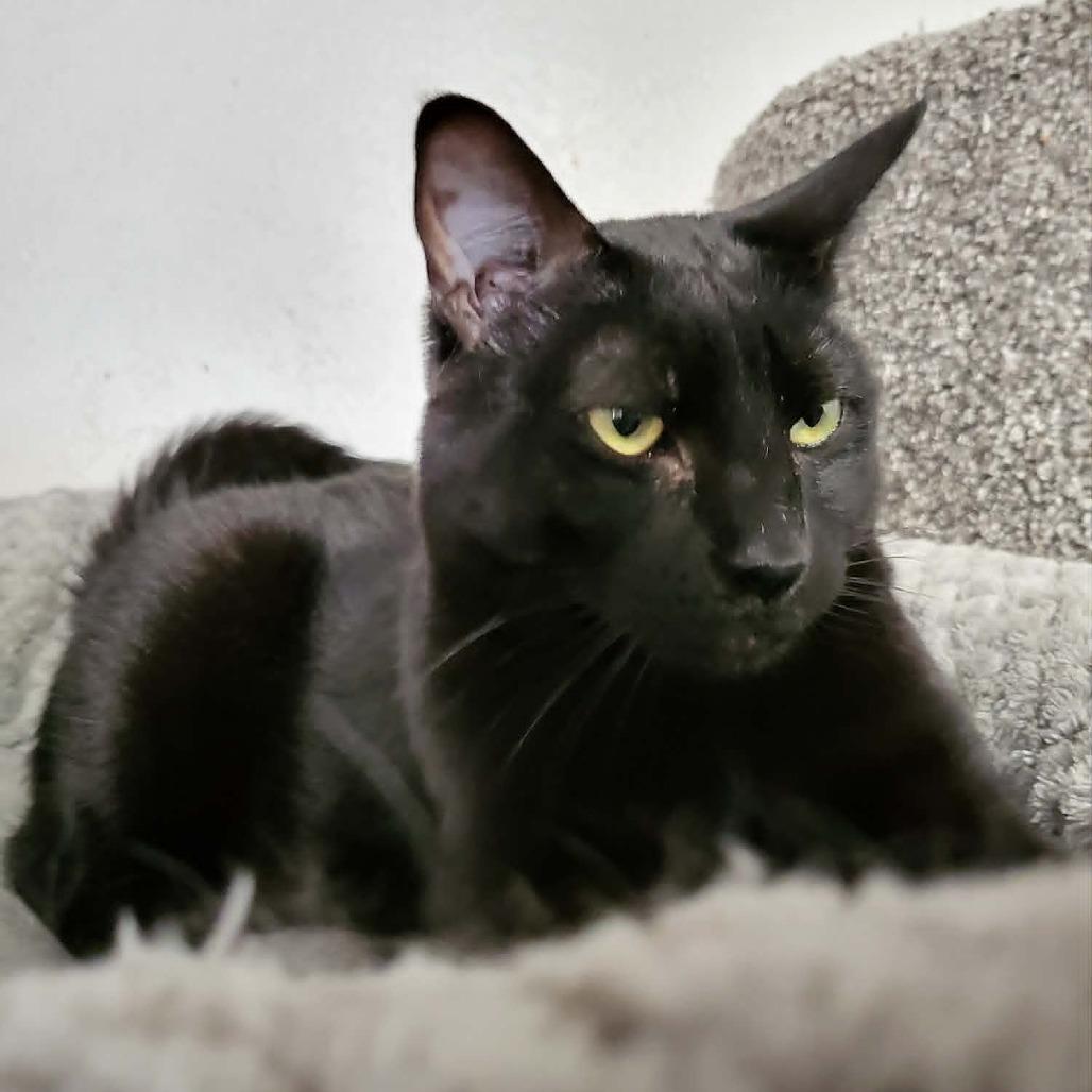 Goyle, a Adoptable Domestic Short Hair in Jacksonville, OR image 3/4