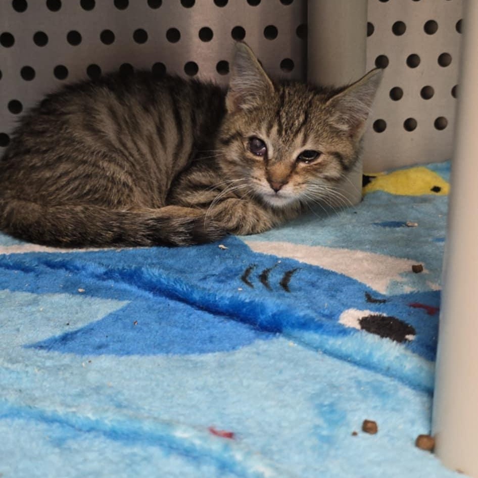 Enlarge Taco, an adopted Domestic Short Hair in Orange, VA image 1/2