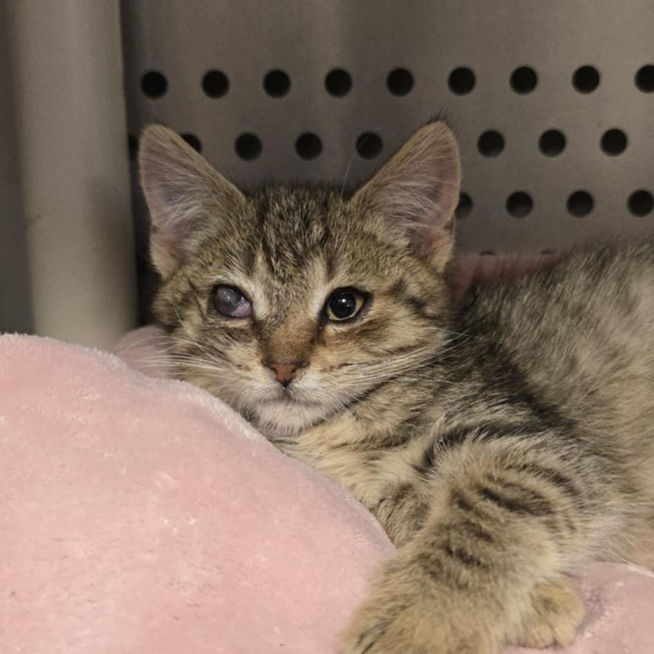 Enlarge Taco, an adopted Domestic Short Hair in Orange, VA image 2/2