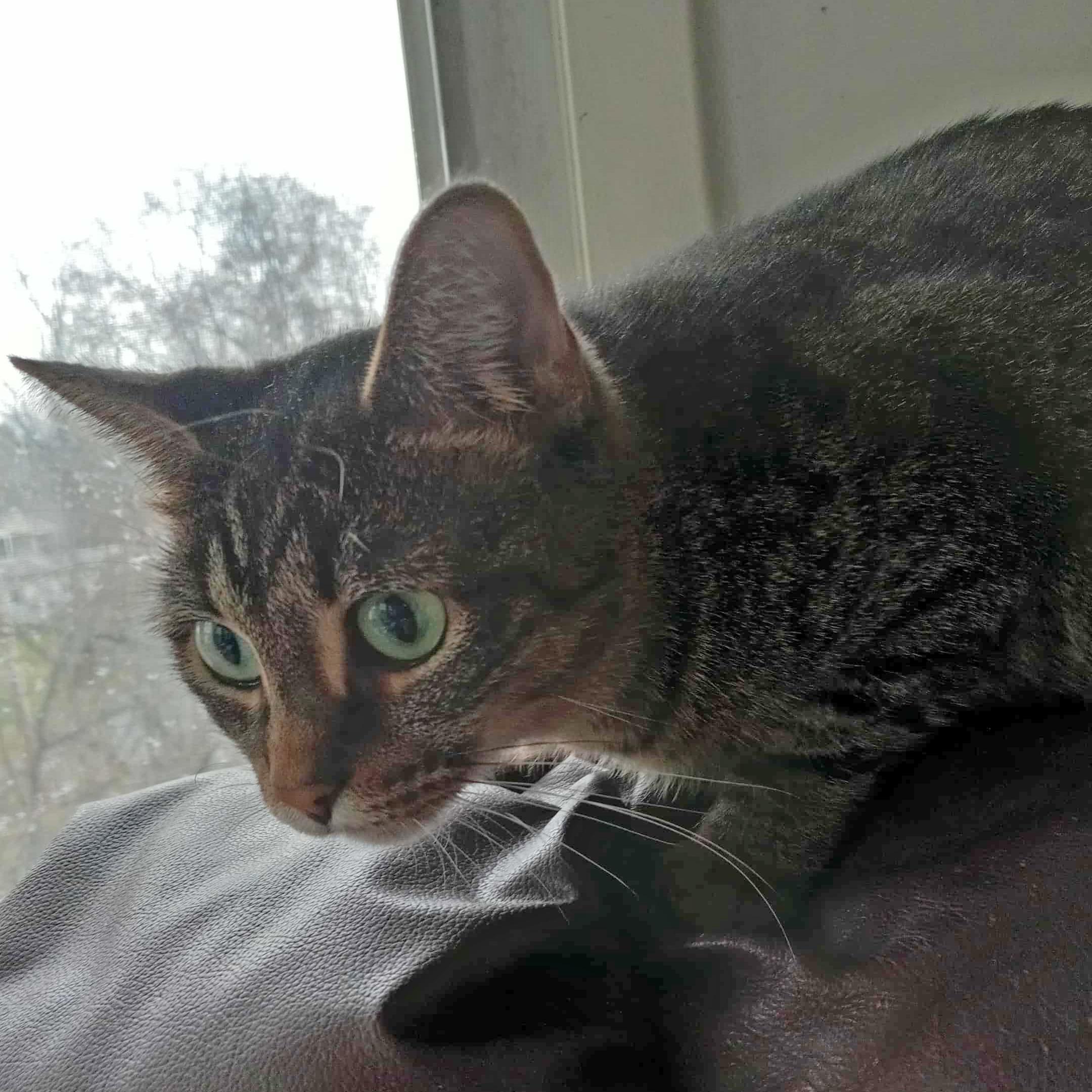 Enlarge Minerva "Mini", a Adoptable mixed breed in Harrisburg, PA image 3/5