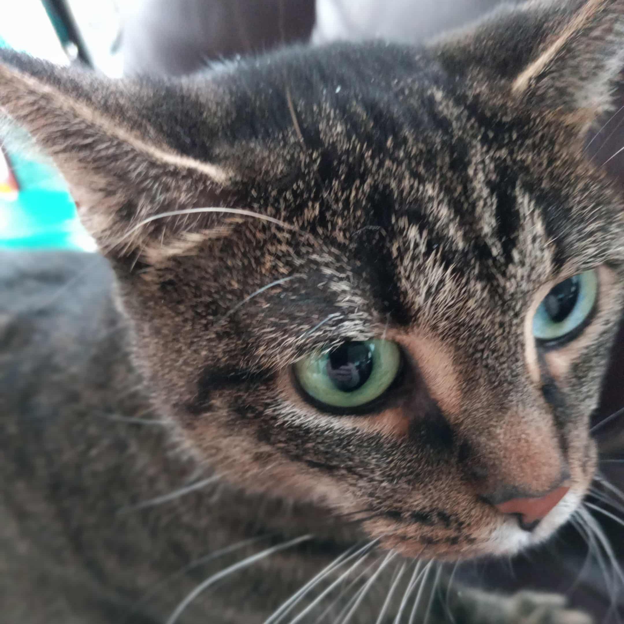 Enlarge Minerva "Mini", a Adoptable mixed breed in Harrisburg, PA image 5/5