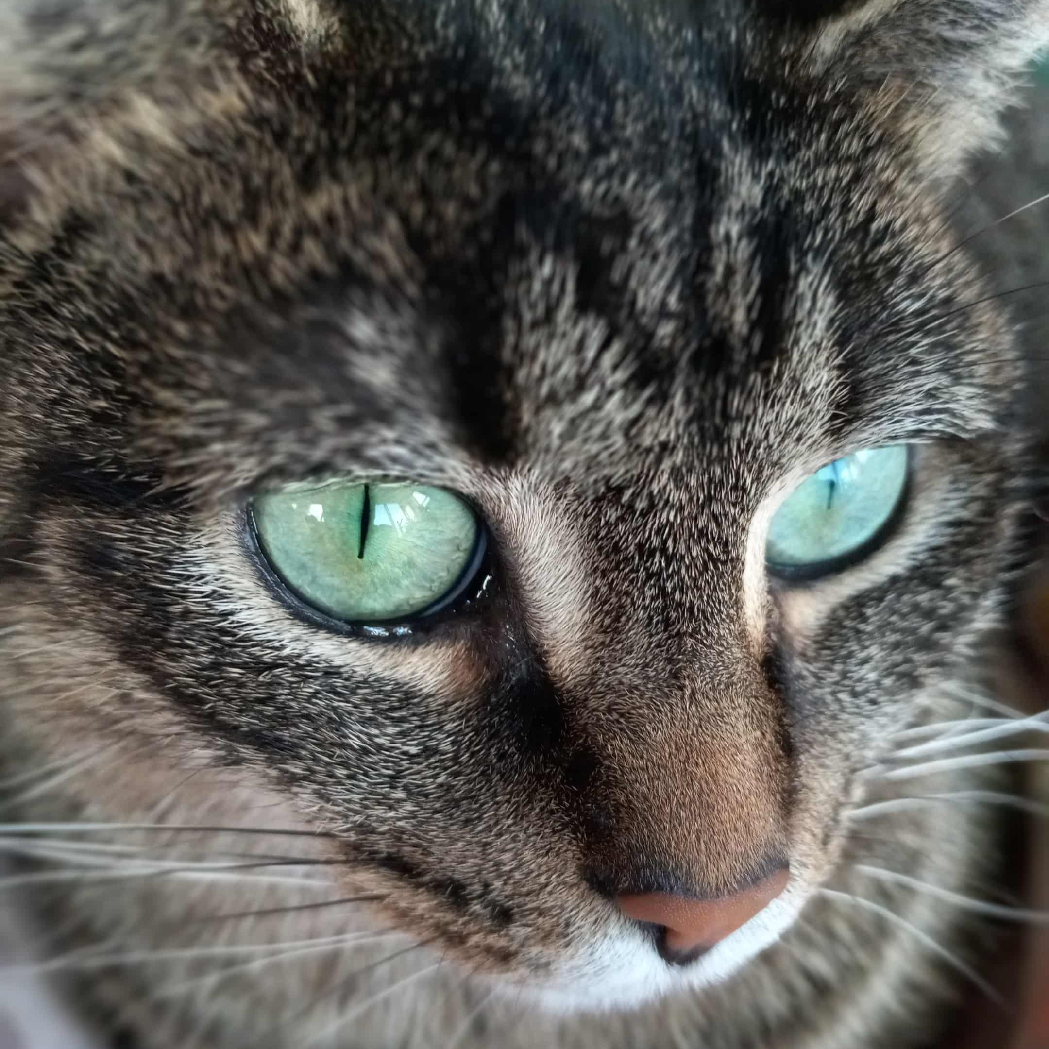 Minerva "Mini", Adoptable, Young Female Tabby & Domestic Short Hair.