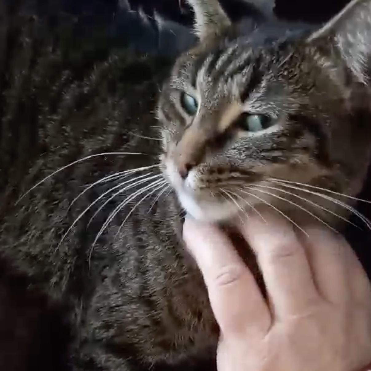 Enlarge Minerva "Mini", a Adoptable mixed breed in Harrisburg, PA image 2/5