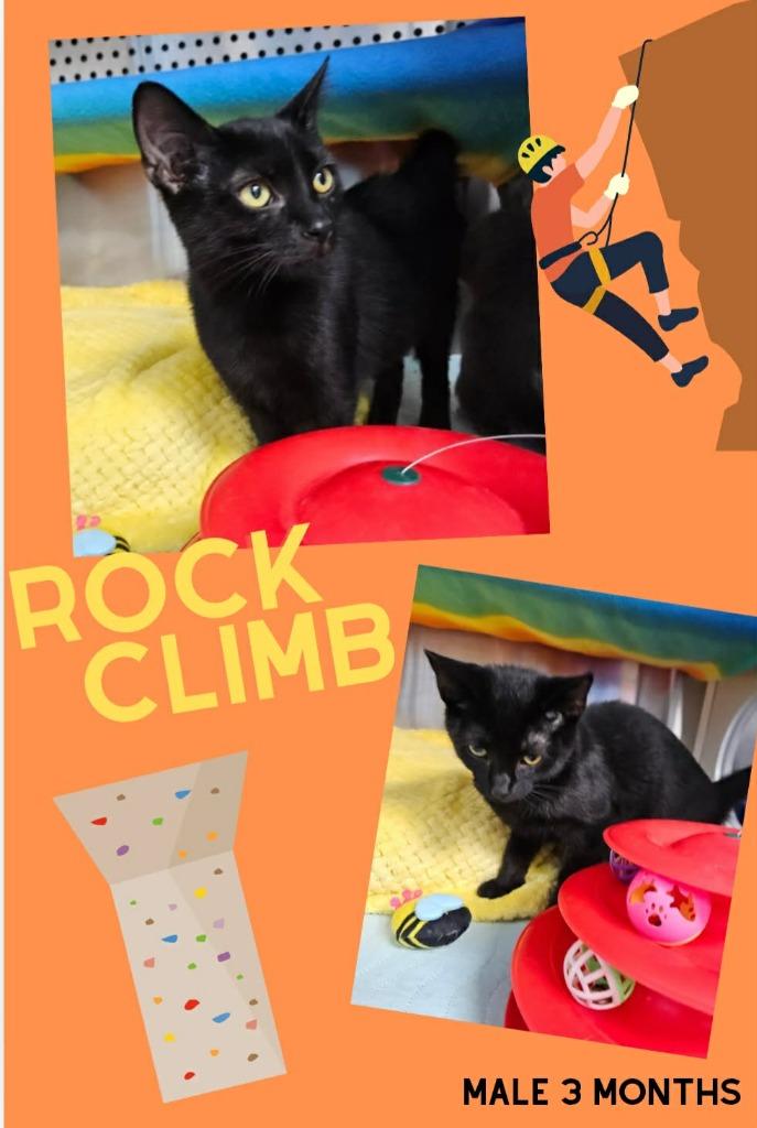 Rock Climb, Adoptable, Kitten Male Domestic Short Hair.