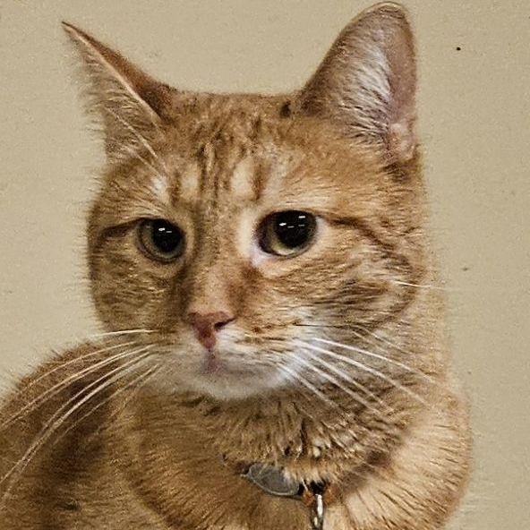 Enlarge Ginger, a ADOPTABLE mixed breed in Bethlehem, PA image 1/2