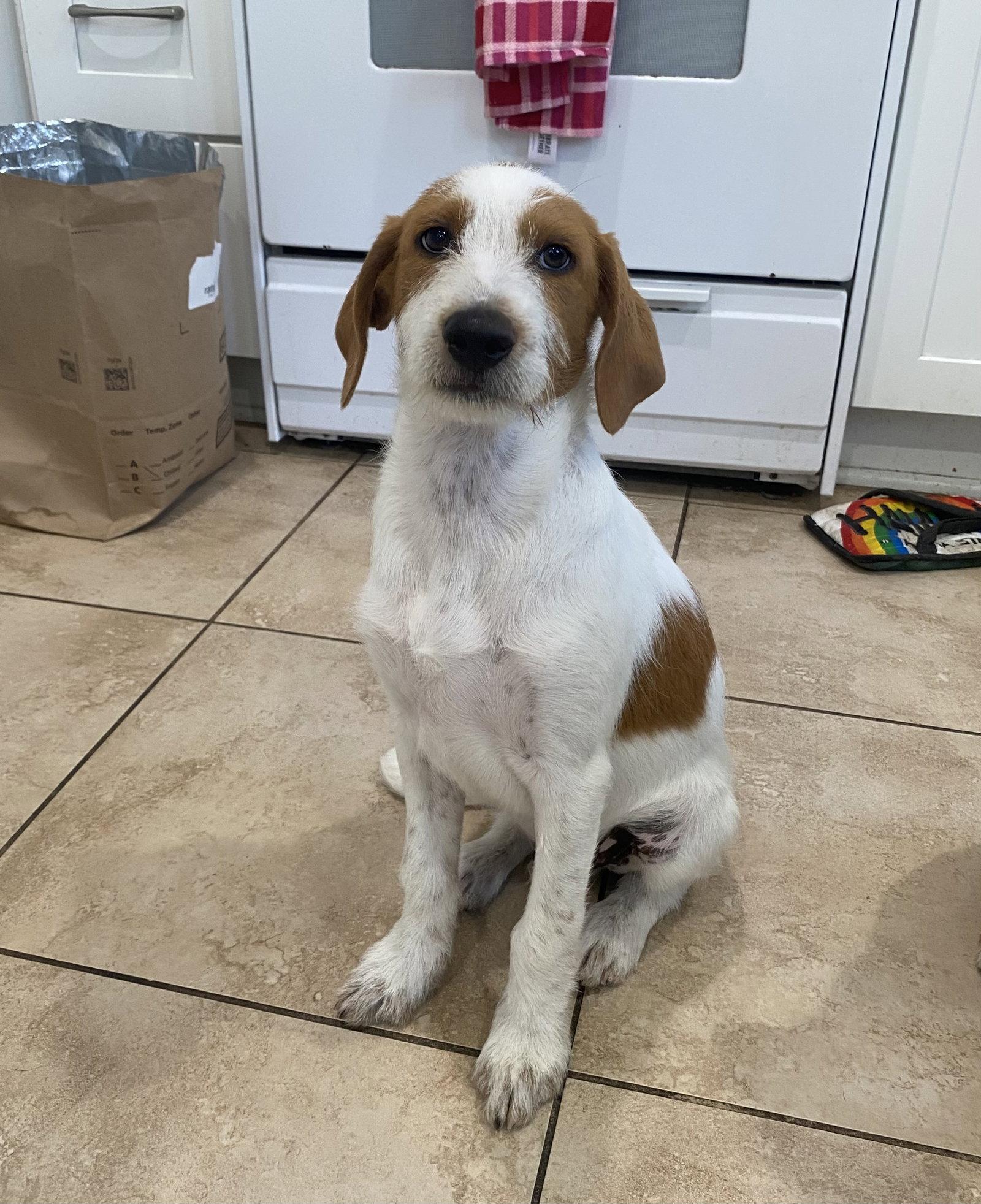 Enlarge Uncle Sam, a Adopted mixed breed in Orange, CA image 1/3